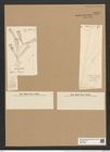 Licmophora grandis var. divisa (Kuetz.) Grun. (de-Toni-Nr.: Genus 86, Species 2966) Zeichnungen Sammlung Grunow Nr. 6019 (NHMW-BOT-W0374524)